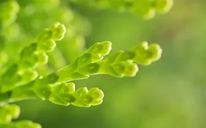 肉肉植物特写图片壁纸_18