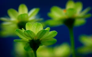 肉肉植物特写图片壁纸_19