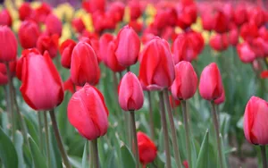 郁金香花香图片壁纸_2