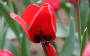 郁金香花香图片壁纸_3