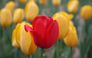 郁金香花香图片壁纸_4