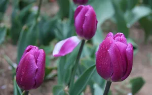 郁金香花香图片壁纸_5