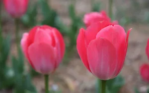 郁金香花香图片壁纸_6