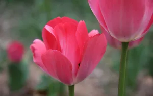 郁金香花香图片壁纸_7