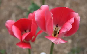 郁金香花香图片壁纸_8