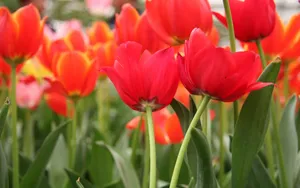 郁金香花香图片壁纸_9