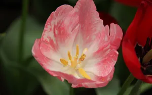 郁金香花香图片壁纸_10