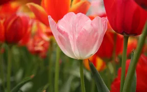 郁金香花香图片壁纸_11