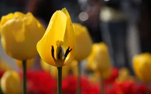郁金香花香图片壁纸_12