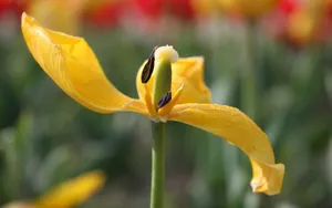 郁金香花香图片壁纸_13
