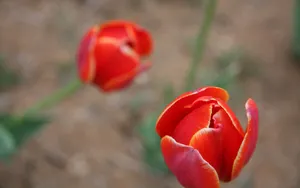 郁金香花香图片壁纸_14