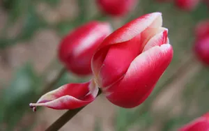 郁金香花香图片壁纸_15