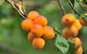 甘甜水嫩的杏子壁纸_9