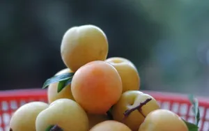 李子水果图片壁纸_13