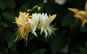 金银花图片桌面壁纸_2