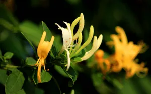 金银花图片桌面壁纸_7