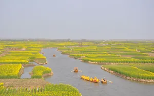 油菜花海风景图片壁纸
