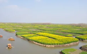 油菜花海风景图片壁纸_3