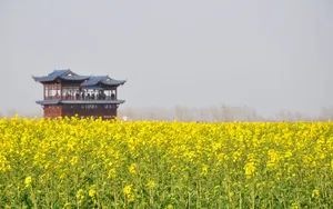 油菜花海风景图片壁纸_4