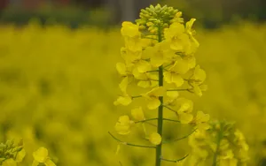 油菜花海风景图片壁纸_5