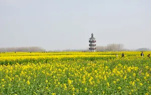 油菜花海风景图片壁纸_6