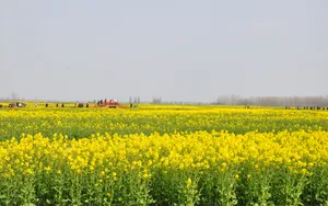 油菜花海风景图片壁纸_7