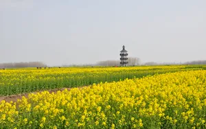 油菜花海风景图片壁纸_8