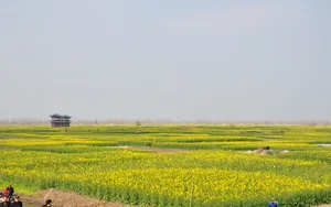 油菜花海风景图片壁纸_11