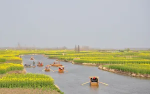 油菜花海风景图片壁纸_12