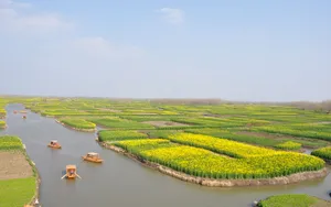 油菜花海风景图片壁纸_13