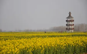 油菜花海风景图片壁纸_14