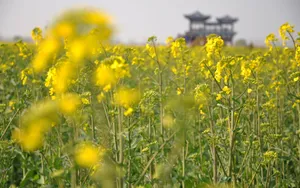 油菜花海风景图片壁纸_16
