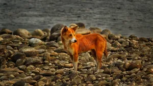 小型中华田园犬图片_1