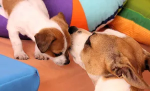 狗狗母子图片