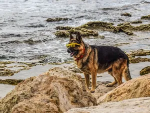 酷帅德国牧羊犬图片