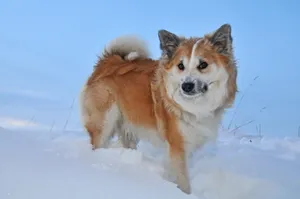 冬天可爱狗狗图片