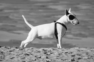 比特犬黑白图片
