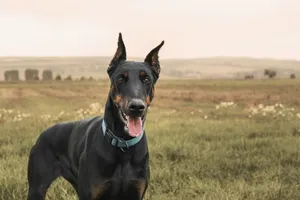 黑色立耳杜宾犬图片