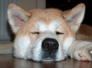 睡觉的秋田犬图片