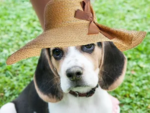 漂亮的比格犬图片_1