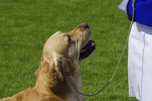 草地金毛寻回犬图片_1