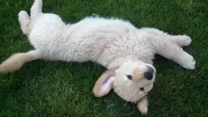 白色金毛犬图片第1张