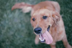 家养金毛犬图片