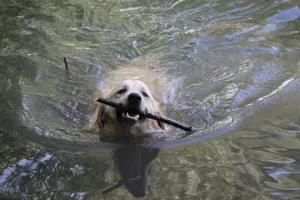 成年金毛猎犬图片_1