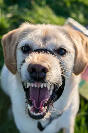 咆哮的拉布拉多犬图片_1