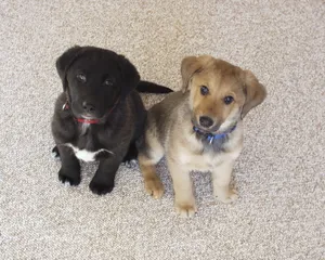 拉布拉多犬幼崽图片_1
