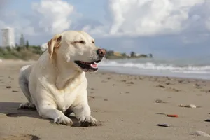 拉布拉多寻回犬图片_1