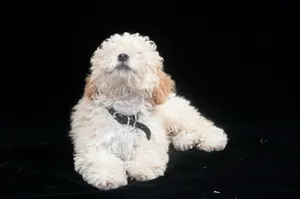 米白色贵宾犬图片_1