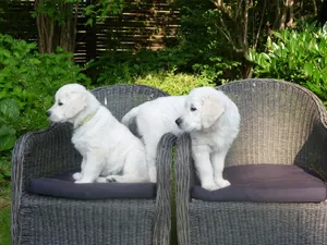 金毛犬幼仔图片_1