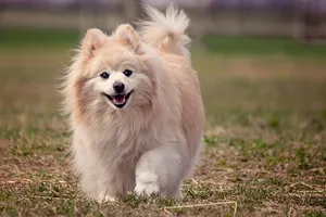 可爱博美犬图片
